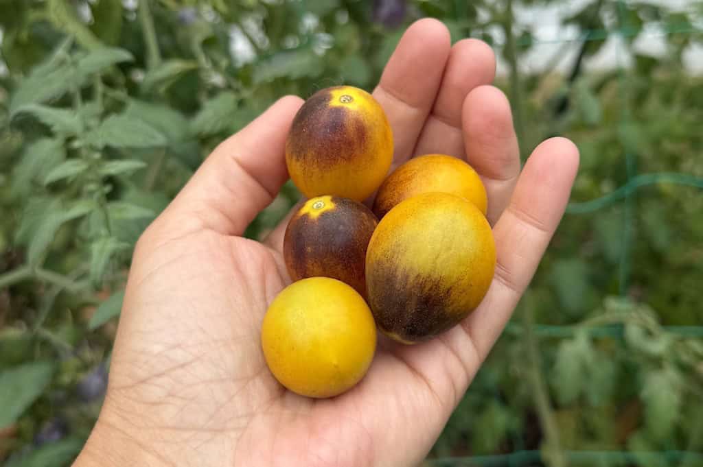 Indigo Kumquat Tomato